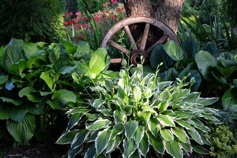 przesadzanie funkii|Funkia (hosta) roślina – sadzenie, uprawa i pielęgnacja